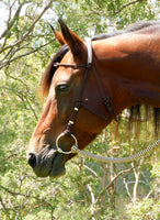 Bitted bridle head, standard style.