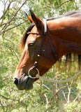 Bitted bridle head, standard style.