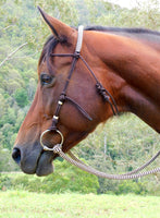 Bitted bridle head, standard style.