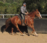 Bitted bridle head, standard style.