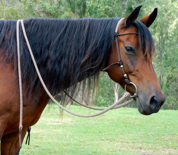 Bitted bridle head, standard style.