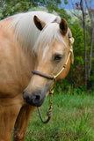 Padded halter and lead set beige with dark brown/beige padding/lead, turks head cheek accents