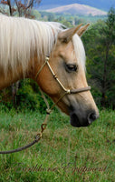 Padded halter and lead set beige with dark brown/beige padding/lead, turks head cheek accents