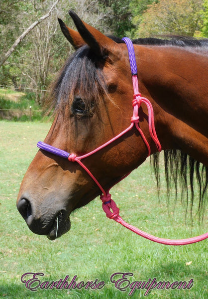 Padded halter and 2.5 mt lead set PINK/PURPLE