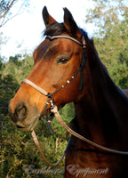 Pre made-Simple chinstrap riding halter with V brow, Black, light brown/beige zz padding/reins