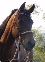 Pre made-Simple chinstrap riding halter with V brow, Black, light brown/beige zz padding/reins