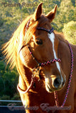 Sliding chin riding halter/reins set with V brow, black and "Desert Rose" turks head accents