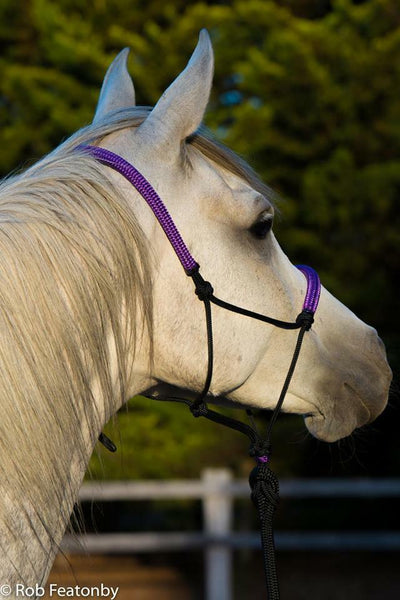 Padded halter, Black/purple padding