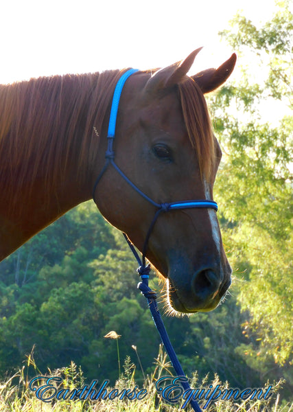 Inset/padded poll halter and lead set in NAVY and CYAN blue