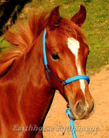 Padded halter, nose and poll