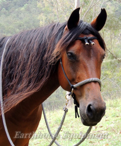 Futurity knot browband