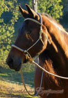 V brow sliding chin riding halter and reins set, beige with beige/brown zig zag padding/reins.