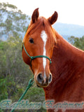 Standard halter,HUNTER GREEN Equestrian rope, choose size