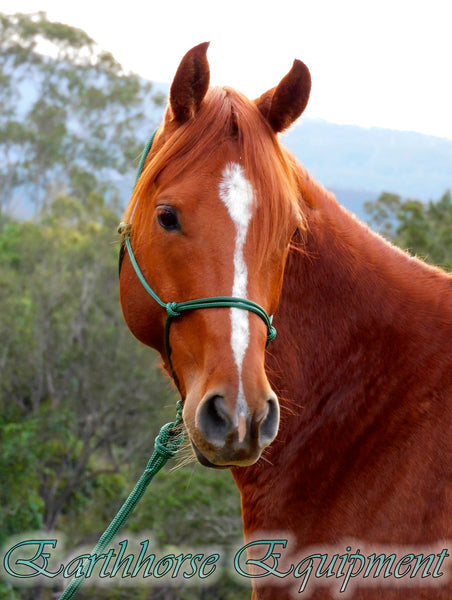 Standard halter,HUNTER GREEN Equestrian rope, choose size